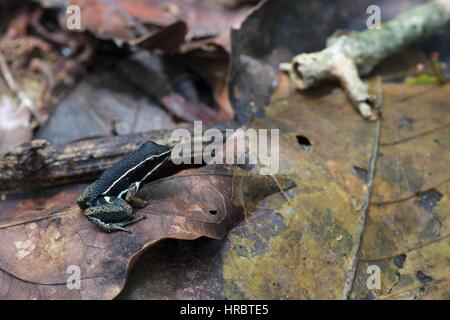 Une chouette-thighed Grenouille forestière (Allobates fémorale) dans la forêt amazonienne la litière à Loreto, Pérou Banque D'Images