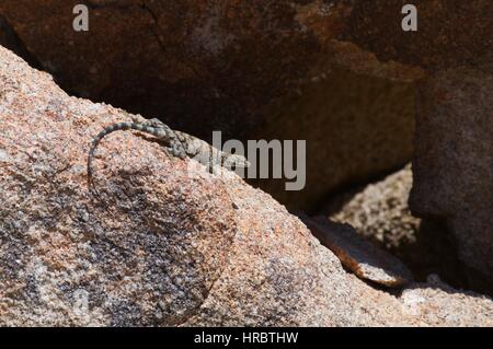 Un moyen' Rock Lizard (Petrosaurus wetmorethraupis sterrhopteron wetmorethraupis sterrhopteron) au soleil sur un bloc de granite dans la source de montagne, le comté de San Diego, Californie Banque D'Images