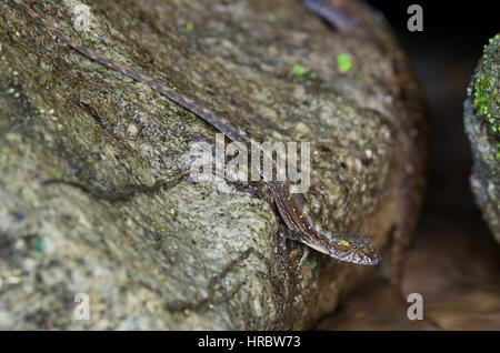 Un flux Anole (Anolis lionotus) sur une feuille dans un ruisseau à El Valle de Antón, Coclé, Panama Banque D'Images