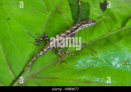 Un flux Anole (Anolis lionotus) sur une feuille dans un ruisseau à El Valle de Antón, Coclé, Panama Banque D'Images