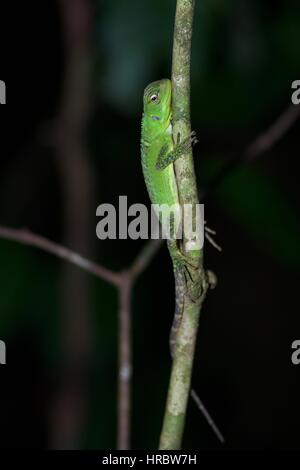 Une forêt amazonienne Dragon (Enyalioides laticeps) reposant dans la nuit dans la forêt tropicale à Loreto, Pérou Banque D'Images