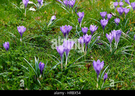 Les crocus en fleurs Banque D'Images