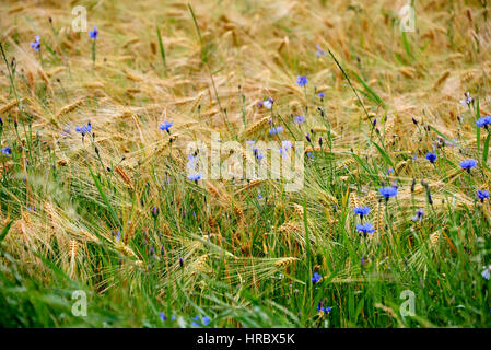 Fleurs de prairie sur terrain Banque D'Images