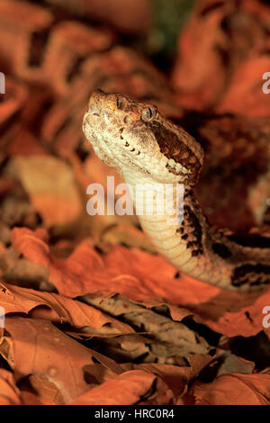 Crotale des bois (Crotalus horridus), adulte, USA, Amérique du Nord Banque D'Images