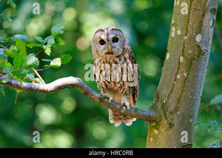 Tawny Owl (Strix Aluco enr), adultes, sur l'arbre, Pelm, Kasselburg, Eifel, Allemagne, Europe Banque D'Images