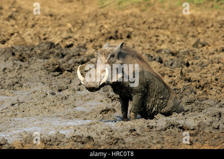 Phacochère, Phacochoerus aethiopicus), adulte à un bain de boue, parc national Kruger, Afrique du Sud, l'Afrique Banque D'Images