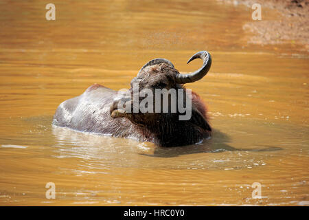 Les buffles d'eau, (Bubalis bubalis), des profils dans l'eau baignade, parc national de Bundala, Sri Lanka, Asie Banque D'Images