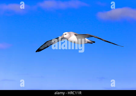 Albatros timide, (Thalassarche cauta), flying adultes, Cap de la Bonne Espérance, Afrique du Sud, l'Afrique Banque D'Images