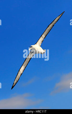 Albatros timide, (Thalassarche cauta), flying adultes, Cap de la Bonne Espérance, Afrique du Sud, l'Afrique Banque D'Images