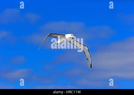 Albatros timide, (Thalassarche cauta), flying adultes, Cap de la Bonne Espérance, Afrique du Sud, l'Afrique Banque D'Images