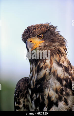 Pygargue à tête blanche (Haliaeetus leucocephalus), immature, portrait, Amérique du Nord, Amérique Latine Banque D'Images