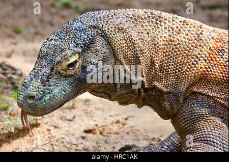 Dragon de Komodo (Varanus komodoensis) à partir de l'Indonésie. Banque D'Images