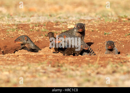 Mongoose, bagués (Mungos mungo), adultes avec youngs à den Nationalpark, Kruger, Afrique du Sud, l'Afrique Banque D'Images