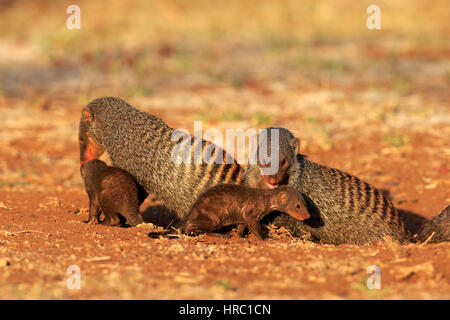 Mongoose, bagués (Mungos mungo), adultes avec youngs à den Nationalpark, Kruger, Afrique du Sud, l'Afrique Banque D'Images