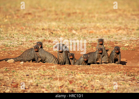 Mongoose, bagués (Mungos mungo), adultes avec youngs à den Nationalpark, Kruger, Afrique du Sud, l'Afrique Banque D'Images