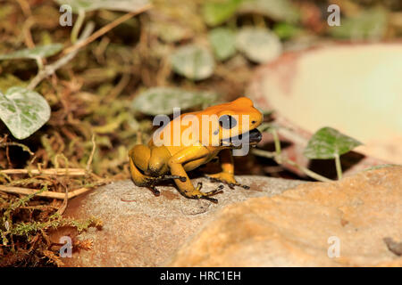 Dart Frog, à pattes noires (Phyllobates bicolor), adulte, alerte, l'Amérique du Sud Banque D'Images