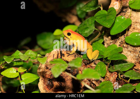 Dart Frog, à pattes noires (Phyllobates bicolor), adulte, alerte, appelant, en Amérique du Sud Banque D'Images