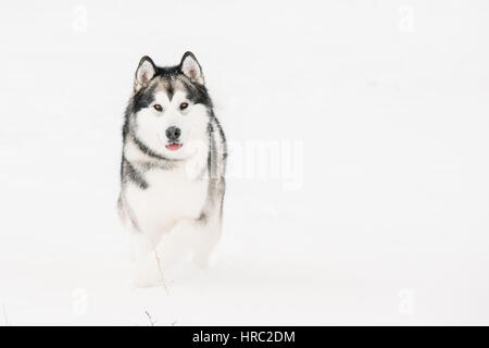 Malamute d'Alaska de jouer dehors dans la neige, hiver. Animaux Domestiques ludique à l'extérieur. Banque D'Images