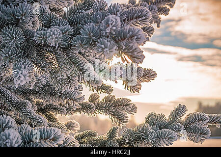 Les branches d'arbres de pins couverts de neige/gel dans des tons froids. Banque D'Images