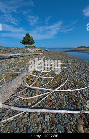 Éclairage naturel des débris forestiers lavé en aval pendant les inondations les plus portées à la rivière de l'anglais Perksville à Surfside, en C.-B. L'île de Vancouver. Banque D'Images