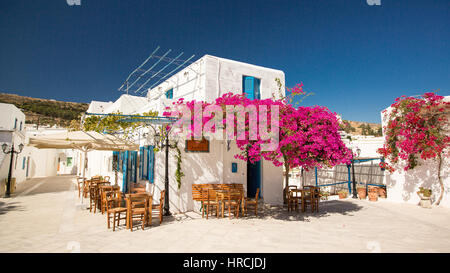 Bougainvilliers colorés sur une villa grecque, laqué blanc ou petit restaurant sur les îles des Cyclades avec des tables en bois en dessous dans la cour Banque D'Images