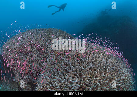 Les plongeurs regarder comme une forme anthias rose acrh colorés sur les dômes. L'île de Bunaken, en Indonésie. Banque D'Images