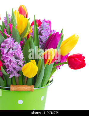 Jacinthes roses et mauves avec des tulipes rouges et jaunes close up isolé sur fond blanc Banque D'Images