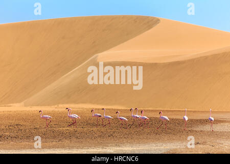 Troupeau de flamand rose marchant le long de la dune au désert du Kalahari, en Namibie Banque D'Images