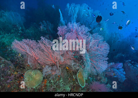 Seascape d'un récif corallien sain ancré par une forêt de grandes gorgones gorgones avec un riche écosystème marin. Raja Ampat, Indonésie Banque D'Images