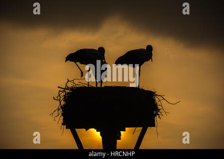 Silhouette de trois cigognes blanches, debout sur leur plate-forme de nidification au coucher du soleil. Drenthe, aux Pays-Bas. Banque D'Images