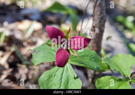 Trillium Banque D'Images