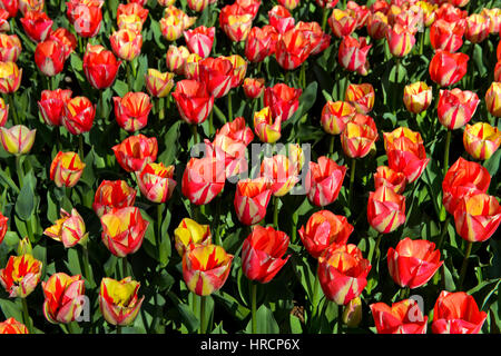 Tulipes hollandaises rose-saumon, Lisse, Pays-Bas, Bollenstreek Banque D'Images