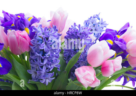 Tulipes et jacinthes rose bleu fleurs close up isolé sur fond blanc Banque D'Images