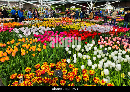 Tulipes au Pavillon Willem-Alexander, jardins de fleurs Keukenhof, Lisse, Pays-Bas Banque D'Images