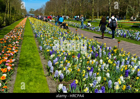 Promenade à travers les jardins de fleurs de Keukenhof, Lisse, Pays-Bas Banque D'Images