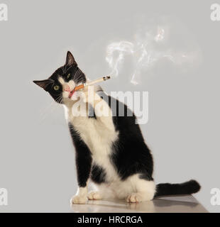 Chat Domestique Tuxedo Cut Out Fumer La Cigarette Cat Mauvais Photo Stock Alamy