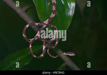 Un Blunt-commune dirigée (Imantodes cenchoa serpent) se balançant dans la forêt amazonienne à Loreto, Pérou Banque D'Images
