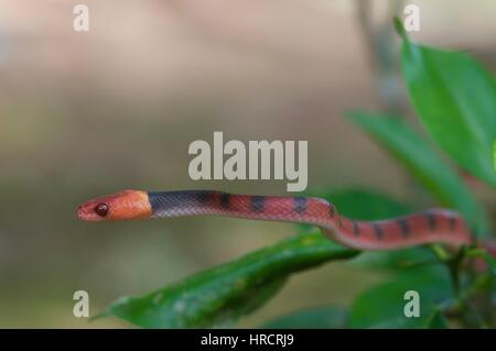 Un serpent de vigne rouge (Siphlophis compressus) dans la forêt amazonienne à Loreto, Pérou Banque D'Images