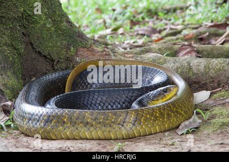 Un énorme serpent Indigo à queue jaune (Drymarchon corais) enroulé sur le sol de la forêt amazonienne à Loreto, Pérou Banque D'Images