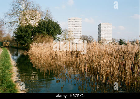 Woodberry Wetlands réserve naturelle, près de Stoke Newington, North London UK Banque D'Images