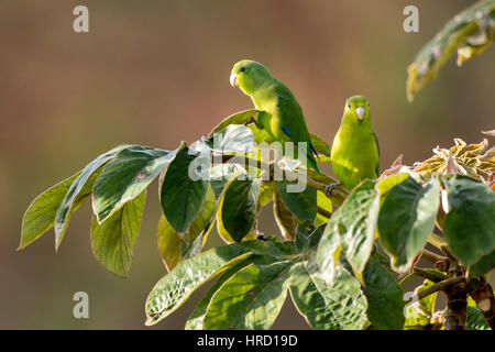 Blue-winged Parrotlet (Forpus xanthopterygius), fotografado em Domingos Martins, Espírito Santo - Brésil. Biome de la forêt atlantique. Banque D'Images