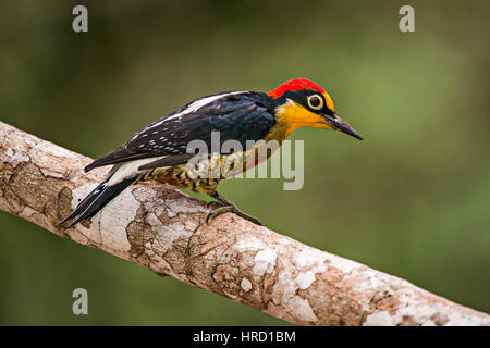 Pic à front jaune (Melanerpes flavifrons), photographié en Sooretama/Linhares Linhares, Espirito Santo - le Brésil. Biome de la forêt atlantique. Banque D'Images