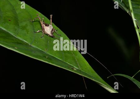 Une feuille morte-imiter katydid (Typophyllum sp.) sur une feuille dans la forêt amazonienne la nuit à Loreto, Pérou Banque D'Images