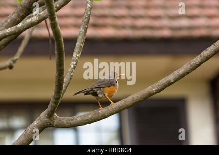 Oiseaux colorés sur safari au Kenya Banque D'Images