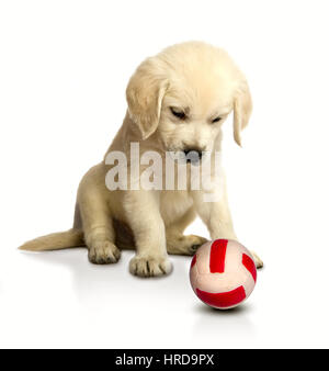 Petit chiot Golden Retriever est assis et regarde une balle jouet Banque D'Images