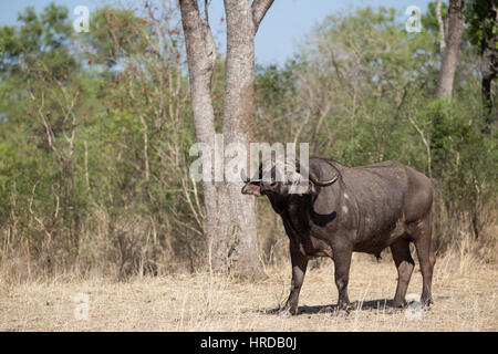 Une grande partie de la faune de la Réserve de faune Majete au Malawi a été restauré grâce à des réintroductions et des efforts concertés au cours des dernières années. Banque D'Images