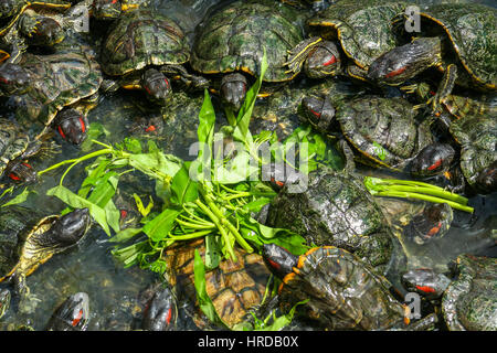 Manger les tortues feuilles vertes dans un temple à Penang, Malaisie Banque D'Images