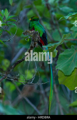 Le Quetzal resplendissant, Pharomachrus mocinno, était l'oiseau sacré des Mayas et des Aztèques en Méso-Amérique. Elle habite les forêts nébuleuses élevé. Banque D'Images