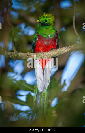 Le Quetzal resplendissant, Pharomachrus mocinno, était l'oiseau sacré des Mayas et des Aztèques en Méso-Amérique. Elle habite les forêts nébuleuses élevé. Banque D'Images