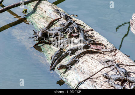 Bébés-snouted large Caiman latirostris (Caïman), photographié dans l'Espírito Santo, au Brésil. Atlântic biome forestier. Banque D'Images